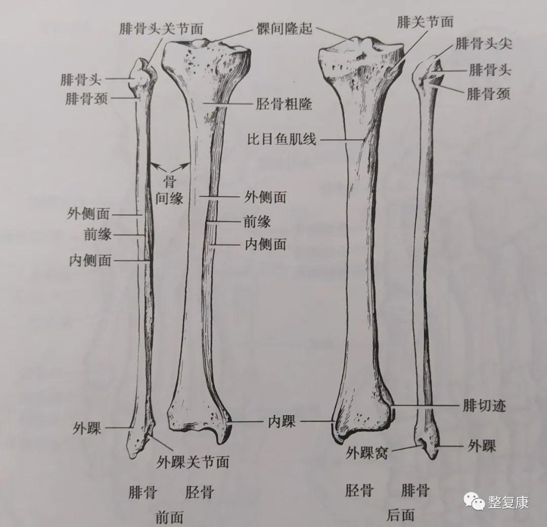 膝关节骨质解剖图图片
