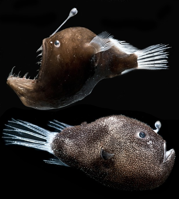 anglerfish 安哥拉鱼 (双语)