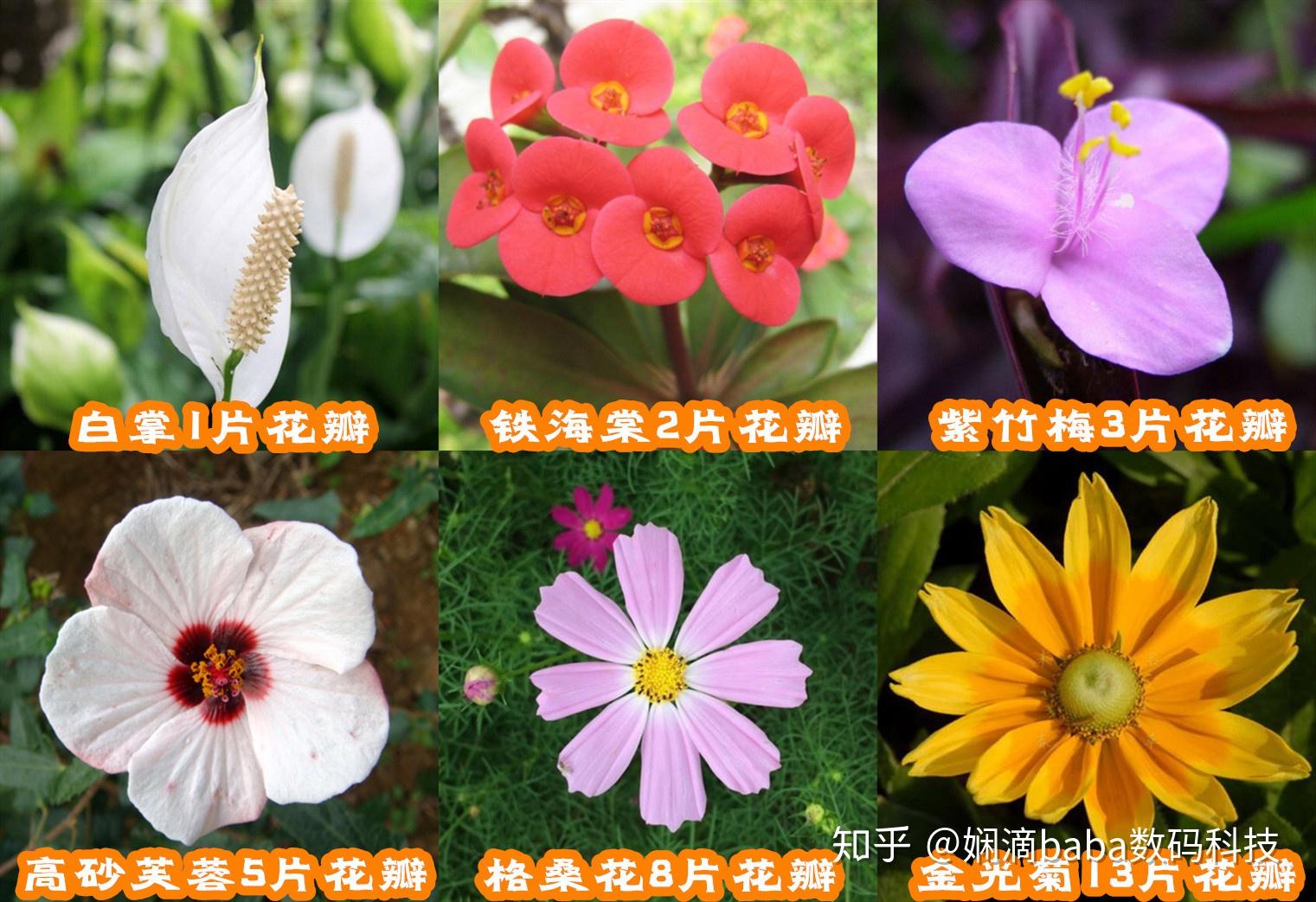 五片花瓣的花名字图片