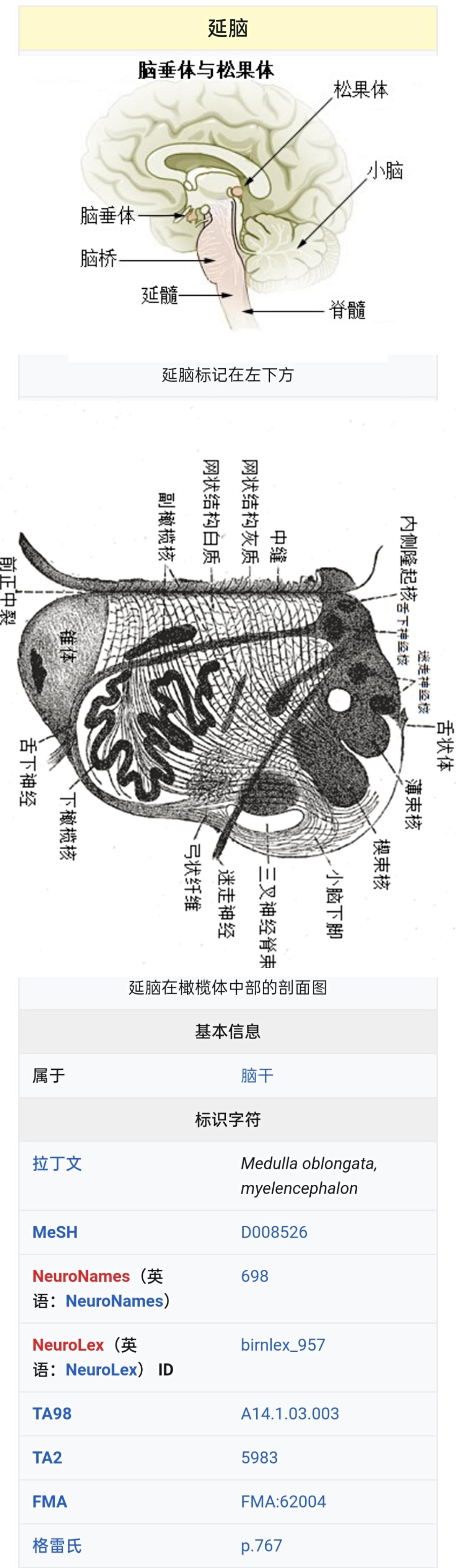 延髓结构图片