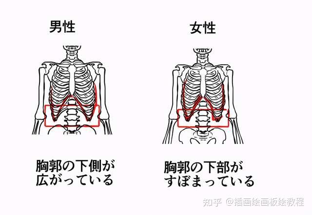 如何畫男女2:胸腔