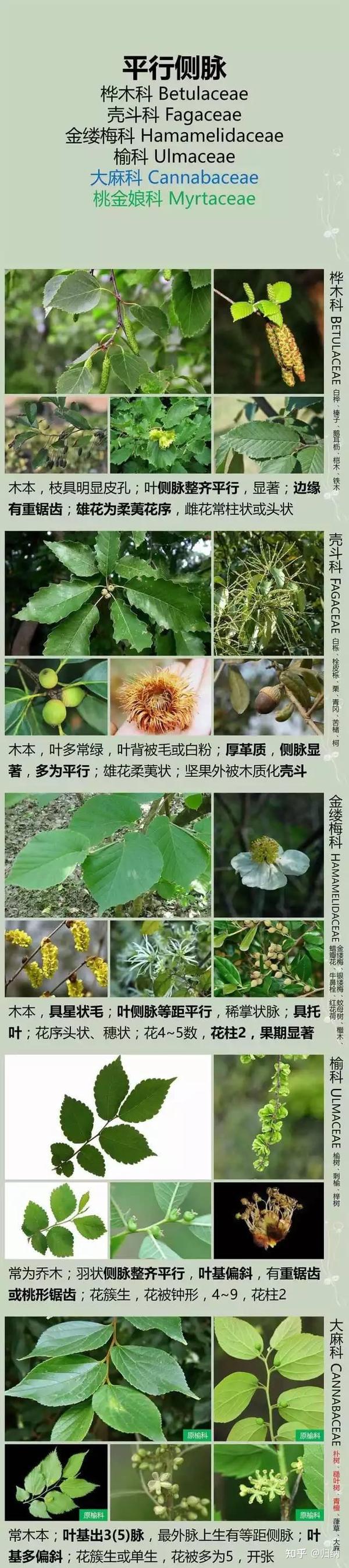 【归纳】生物（域，界、门、纲、目、科、属、种） - 知乎