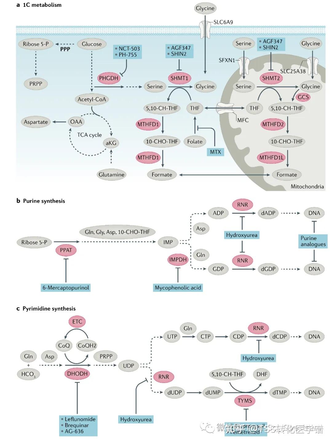 Nature Reviews | Drug Discovery| 精准靶向癌症代谢 - 知乎