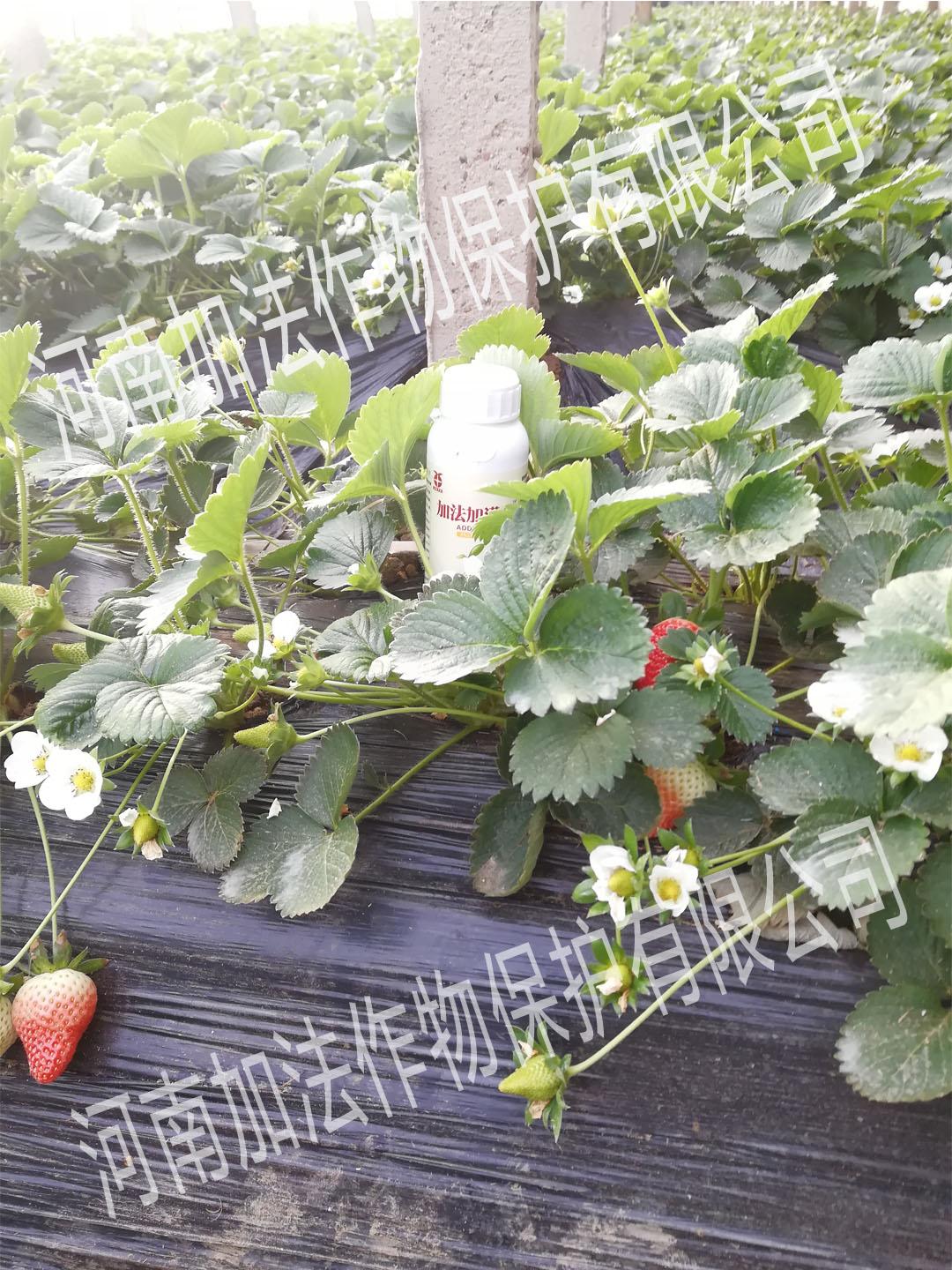 家庭草莓种植日志 - 知乎