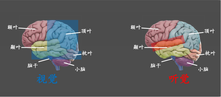 脑科学科普:认识你自己,从了解大脑开始 - 知乎