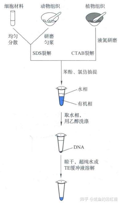 【分子生物学】DNA操作技术汇总 - 知乎