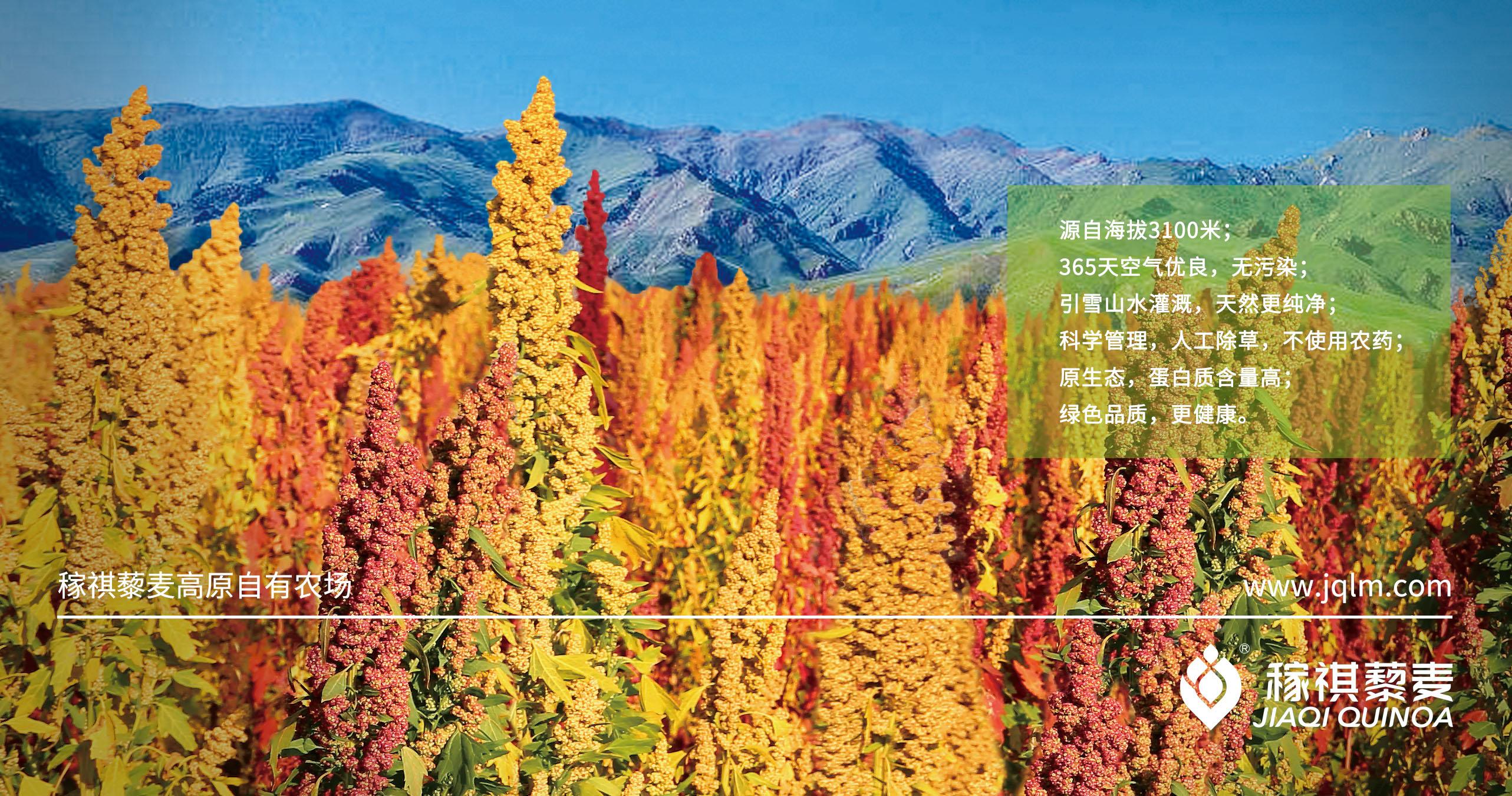 教你识藜这些藜麦知识你都知道吗