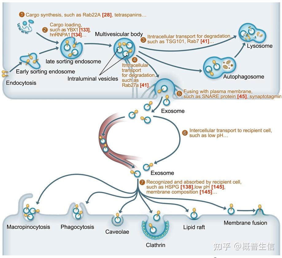 重磅综述:一文读懂肿瘤缺氧微环境中的外泌体