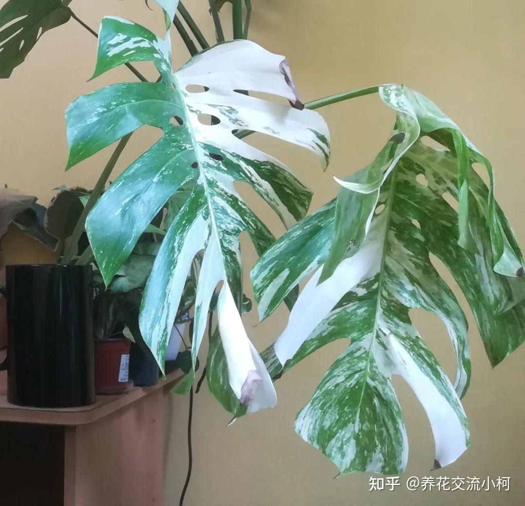 带锦的龟背竹认识这11种就够了,养一两种就满足了 - 知乎
