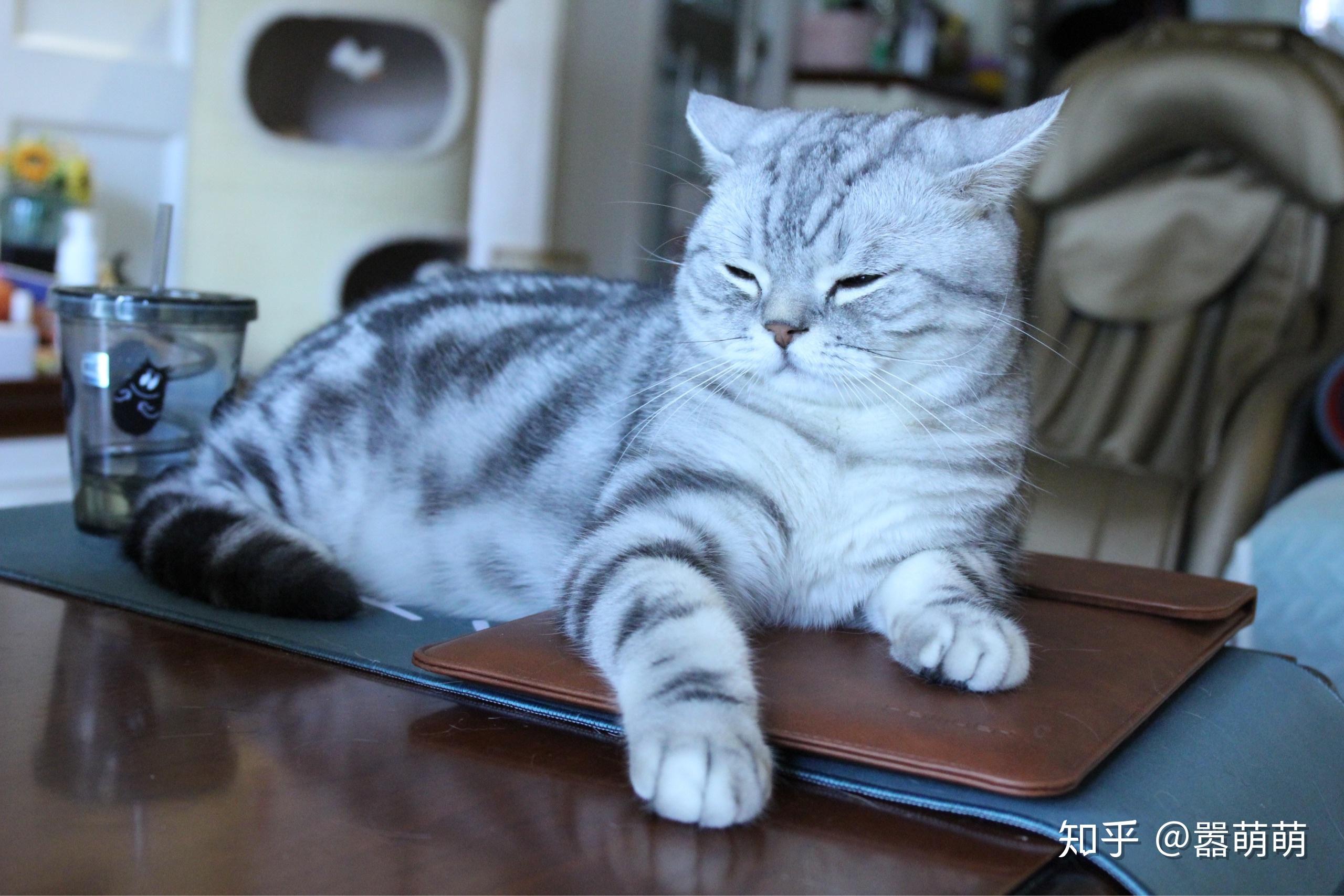 怎么看小猫的眼睛有没有问题 v2-ec26d4c757f6acce804ae971ab16b9ea_r.jpg