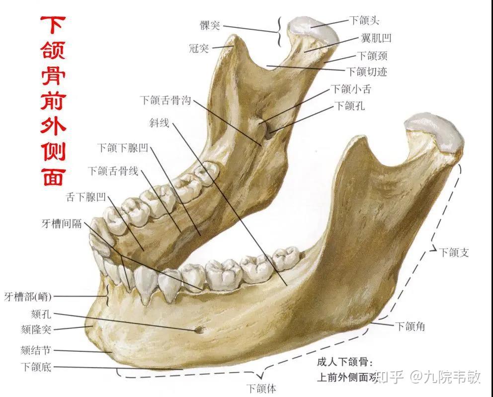 颚骨在哪里图解图片