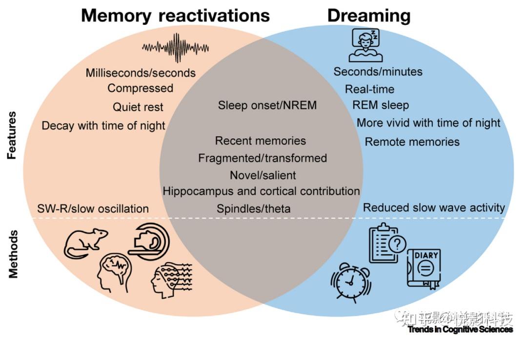 Trends in Cognitive Sciences综述:睡眠中的记忆再激活 - 知乎