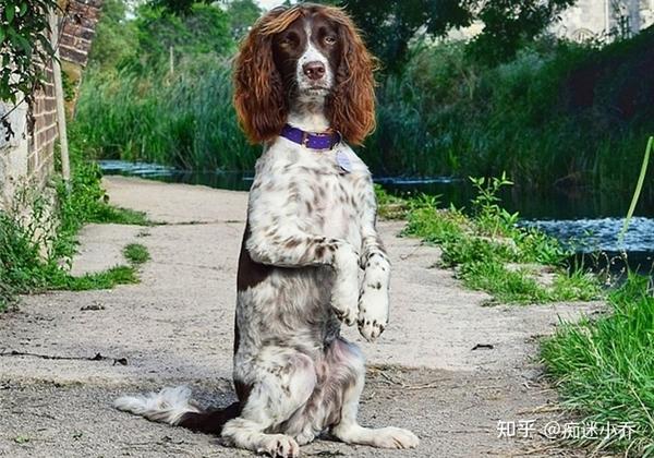 原来“史宾格”有这么多优点,怪不得那么多人喜欢 - 知乎