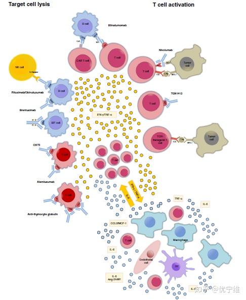 细胞因子风暴体内龙卷风