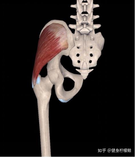 臀部两侧凹陷臀中小肌不背锅