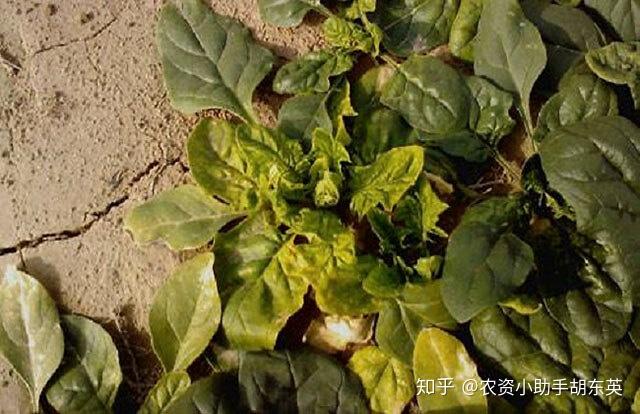 菠菜根结线虫病怎么治疗?防治蔬菜根结线虫的方法有哪些?