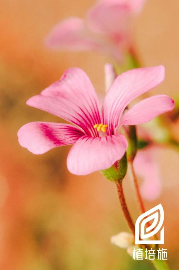 植培施 红花酢浆草oxalis Rubra 球根 宿根花卉栽培手册 知乎