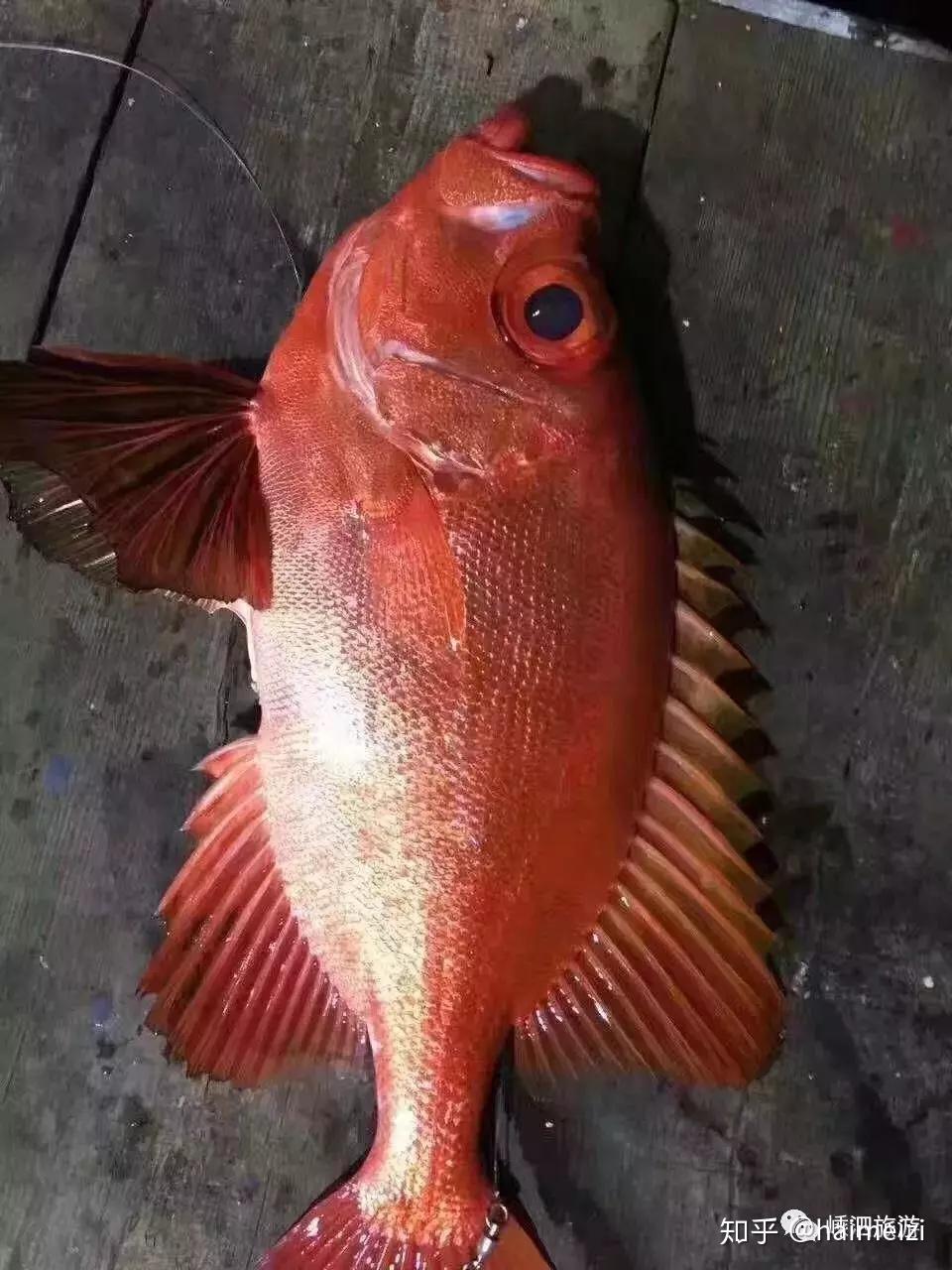 东海经常能捕到的食用鱼,你都认识吗?