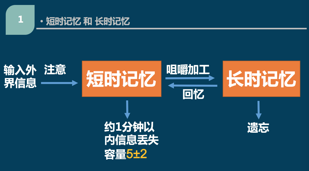 短时记忆就像人脑的内存,容量有限,通常不到7,且保持时间短.