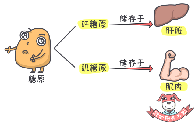 什么是阿特金斯减肥法阿特金斯减肥法对人体有哪些危害