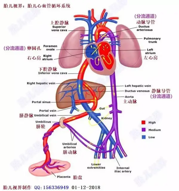 胎儿心脏及血液循环解剖特点 - 知乎
