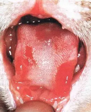 猫真菌黑斑舌头图片