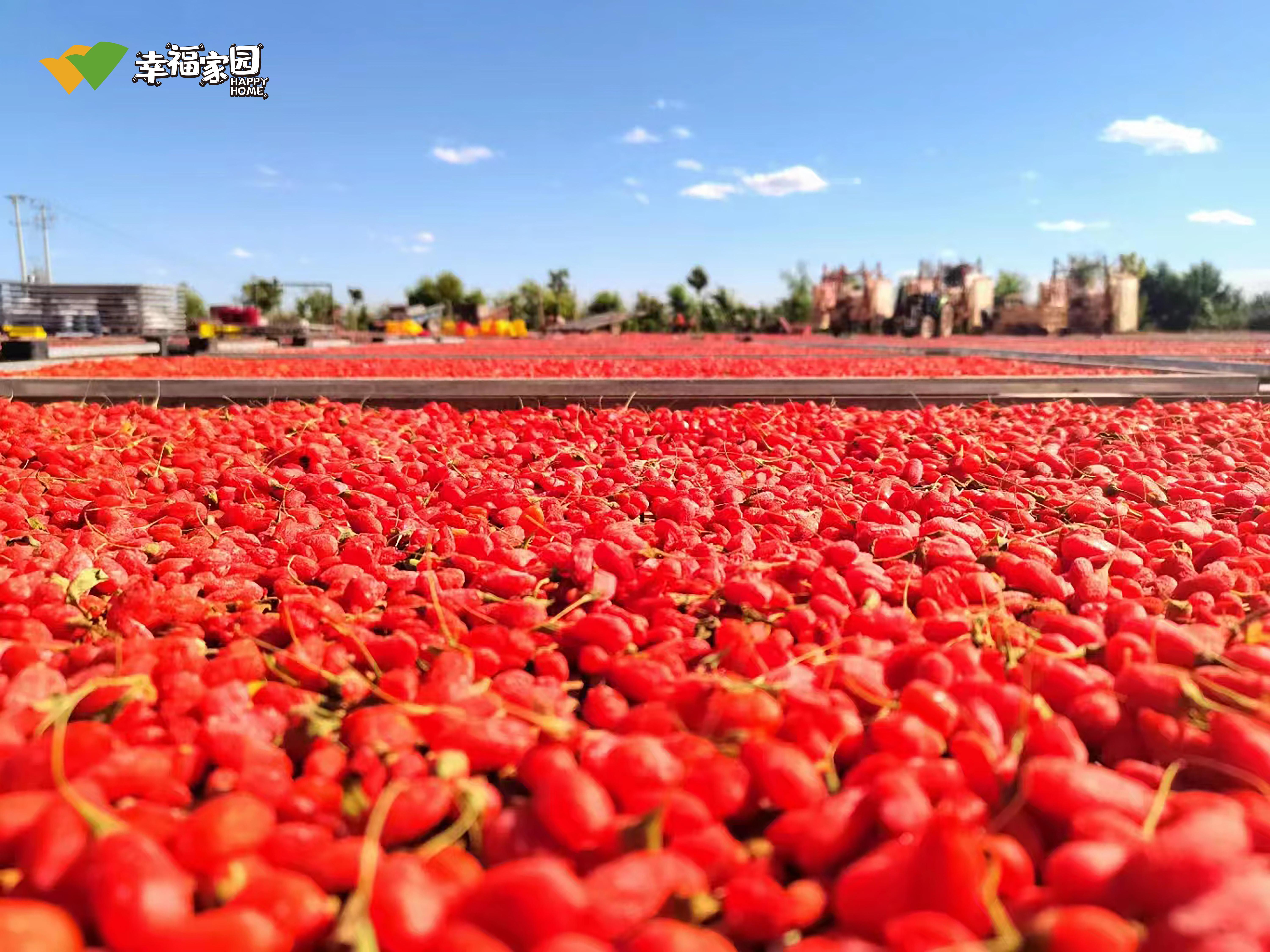 流金岁月下的枸杞缘——记高大姐和她的枸杞合作社