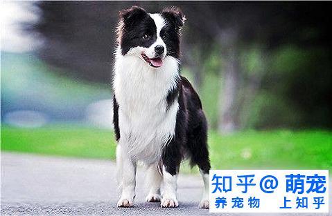 边境牧羊犬掉毛严重吗 边境牧羊犬掉毛 知乎