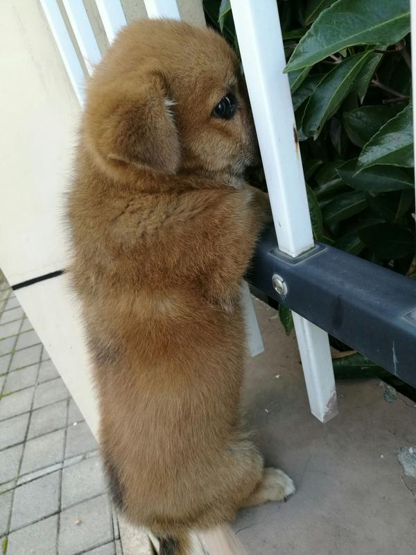 狗可以萌到什么程度?