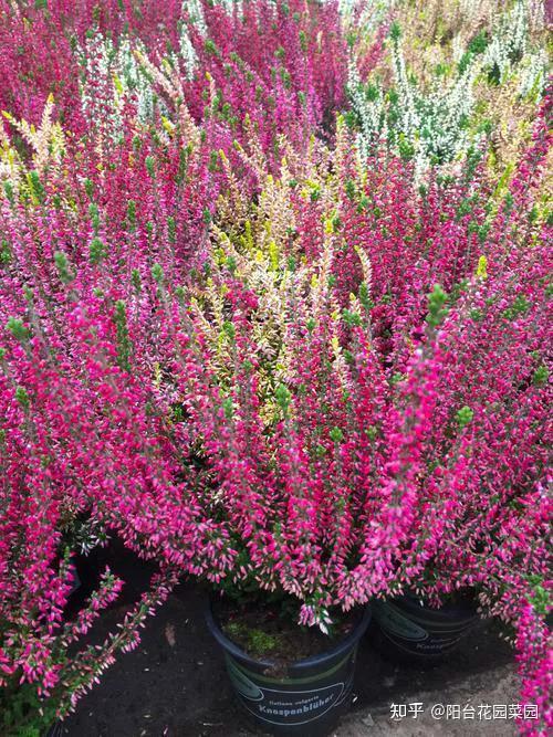 8种“昂贵花”,工薪族“舍不得”买,但是太好看,有钱要买个遍-比较贵的花材是什么花