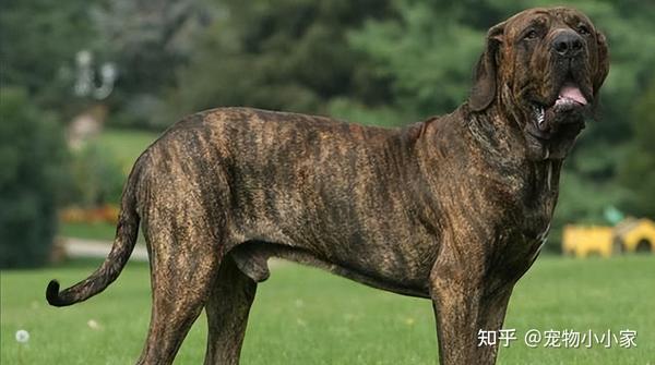 狗界最凶猛的“七大恶犬”排行,藏獒竟无缘第一? - 知乎