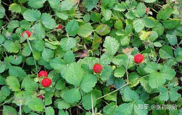 带你识别蛇莓 知乎