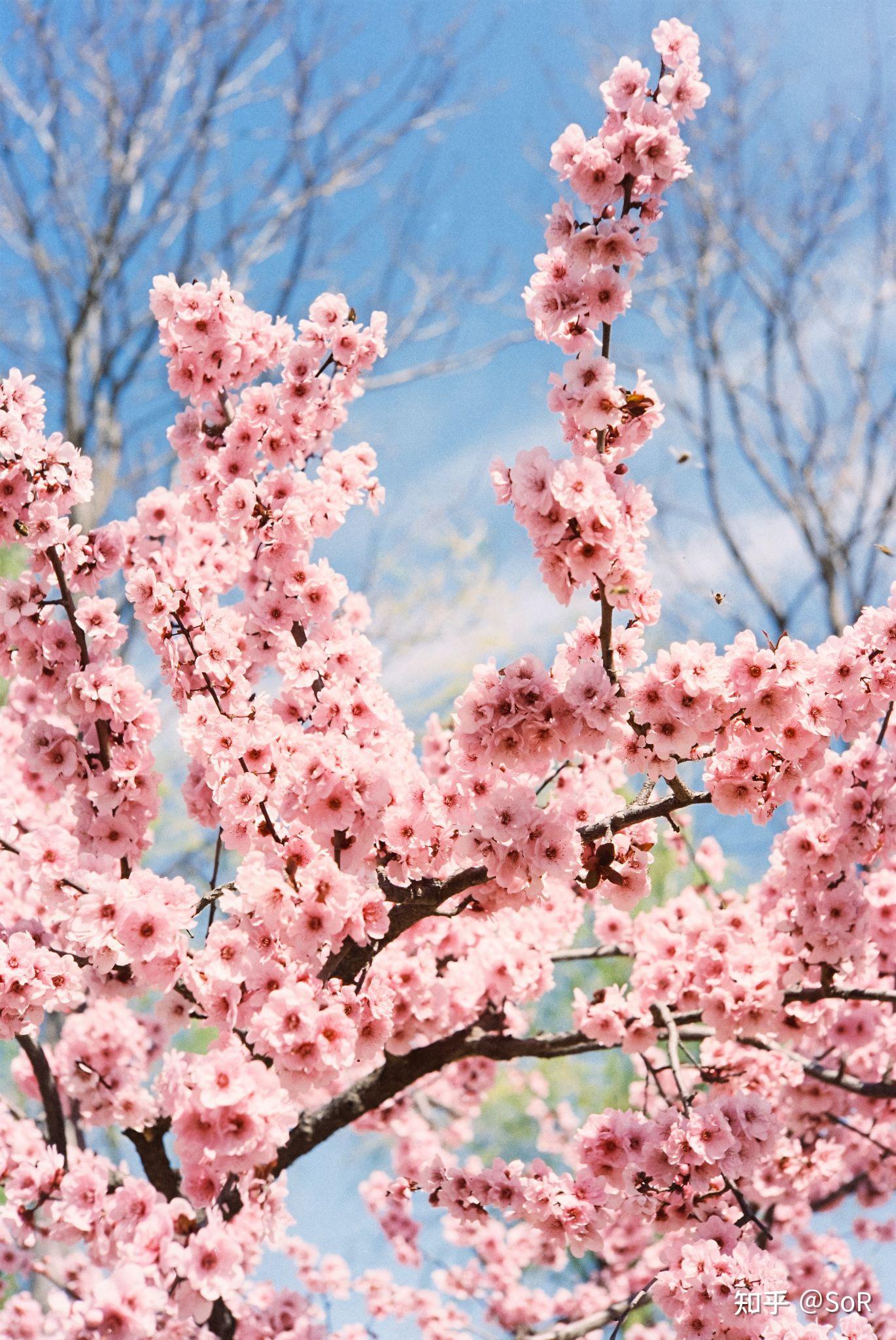 NIKON鏡頭收購