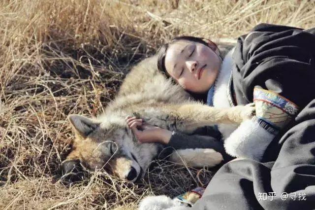 她亲手养大一匹狼,重返狼群4年后,他们的重逢令人心痛