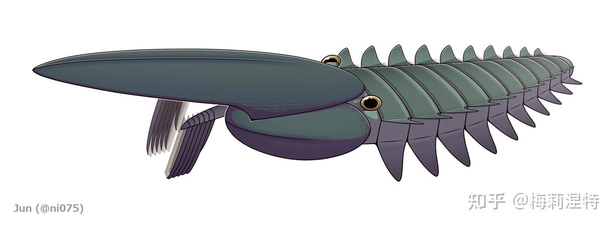 本莫拉海神盔虾本莫拉海神盔虾尺寸在寒武纪末世艰难的环境中,又出现