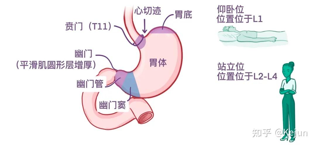 人体解剖学基础——腹部内脏篇(食道和胃) - 知乎