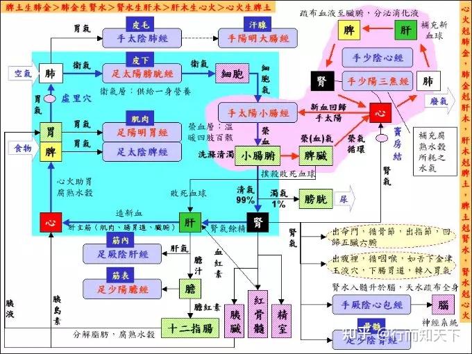 中医的五脏五腑的运作过程——西医搞不清楚的理论 - 知乎
