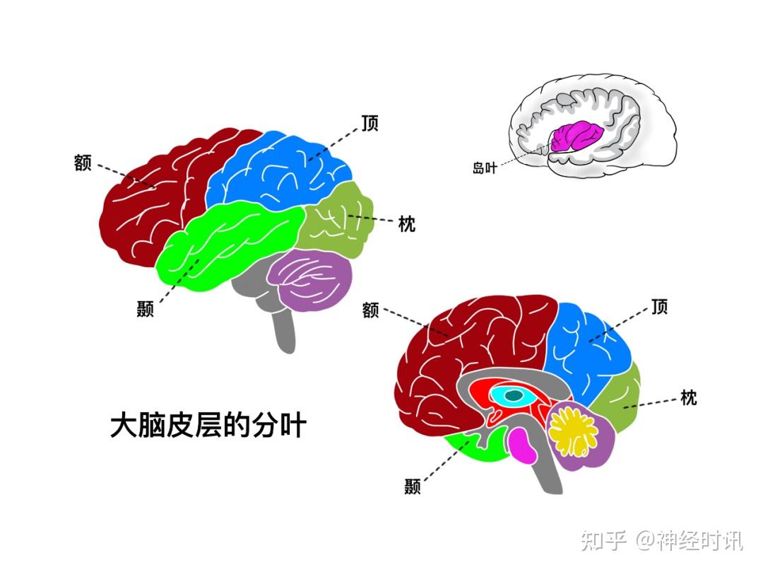 脑皮层的分叶、额叶及顶叶的结构、功能及受损表现【全了】 - 知乎