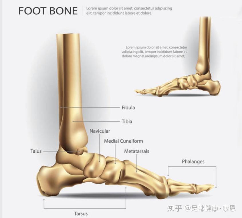 脚掌关节图解图片