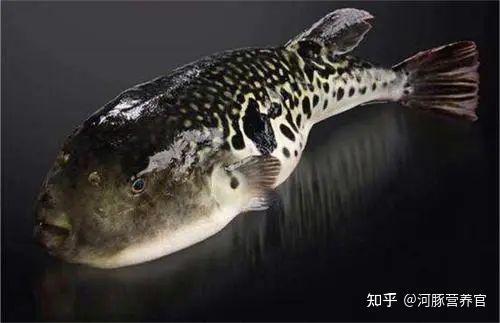 于北太平洋西部,在我国各大海区都有捕获,假睛东方豚还经常进入长江