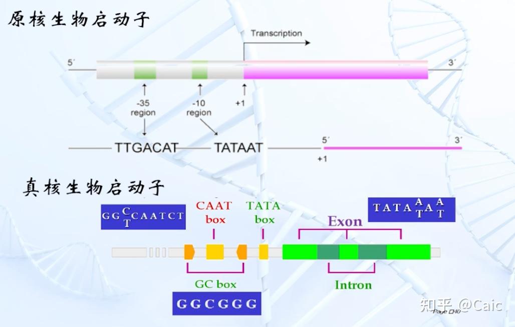 遗传信息的转录图片