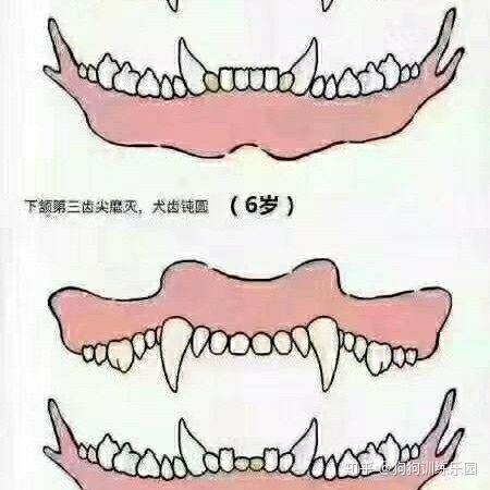 狗牙齿排列图图片