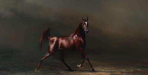 知乎用户: 汗血马学名阿哈尔捷金马,是世界上最古老,最独特的马种之一