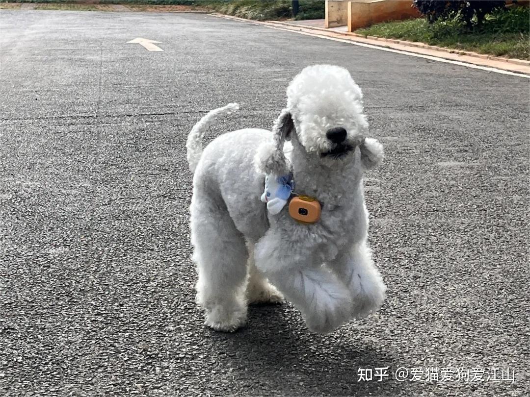 惠灵顿梗犬图片