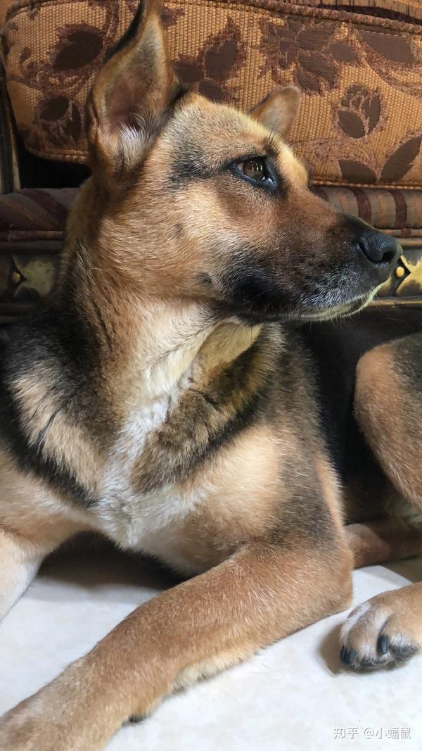 我家的两只土狗子是当宝宝宠的,这是刚捡来的时候 黑狗是后来捡回来的