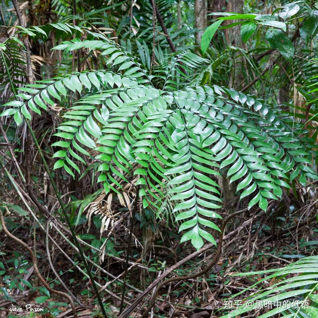 波温铁boweniaspectabilis