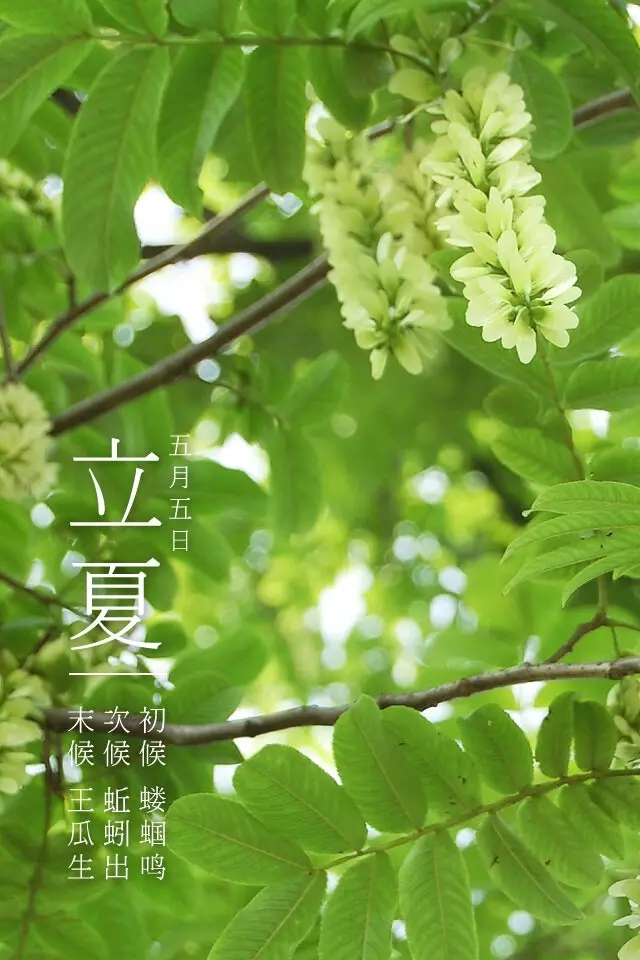 四季田园诗(十六)| 初夏印象——草木葱茏,梅黄杏肥 - 知乎