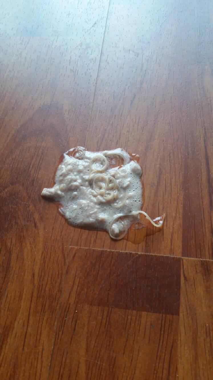 关于猫咪呕吐的五种现象,身为铲屎官的你一定要知道! - 知乎