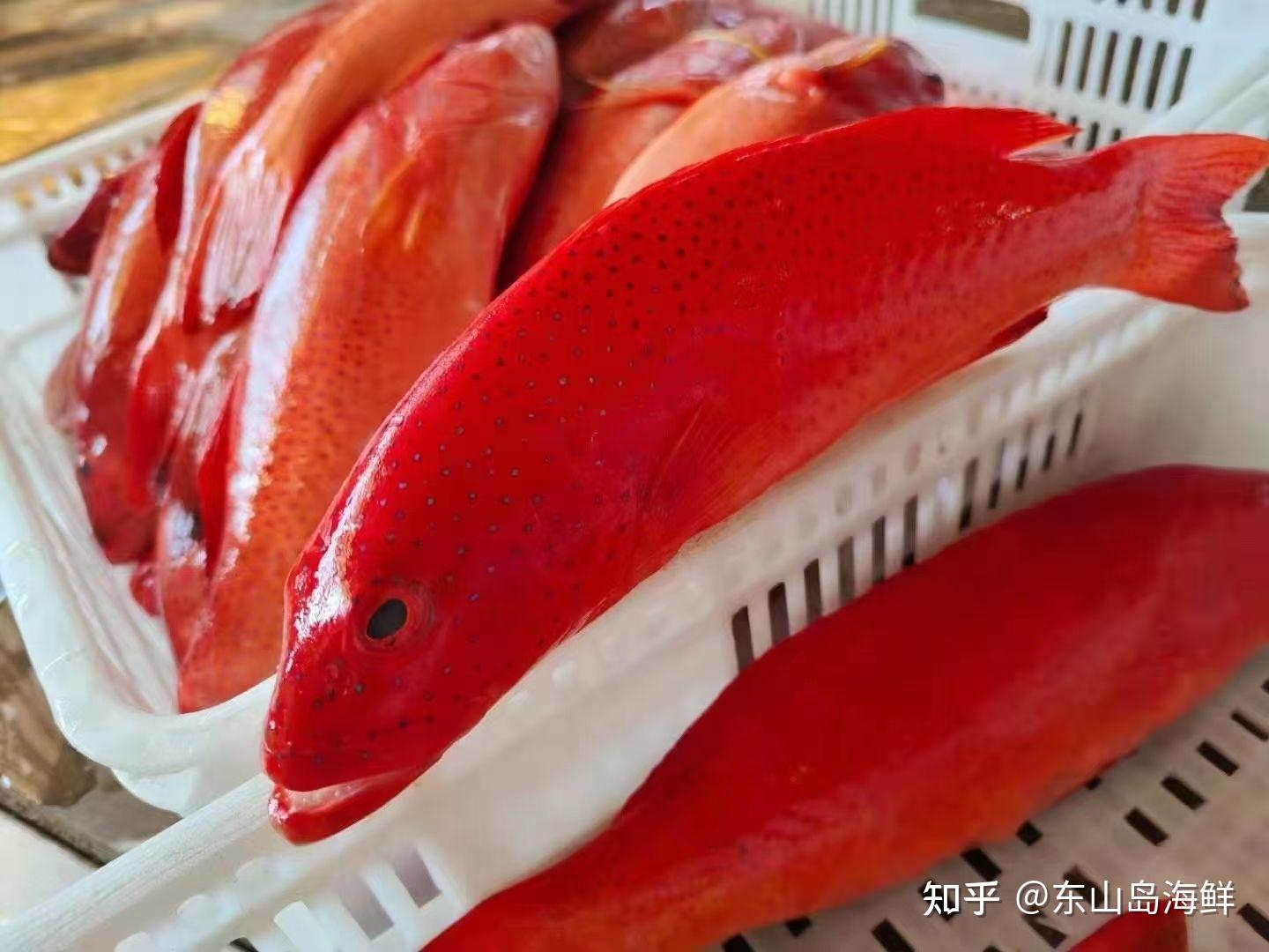 东山岛海鲜东星斑国宴高级鱼豪门硬菜艳丽和美味集于一身