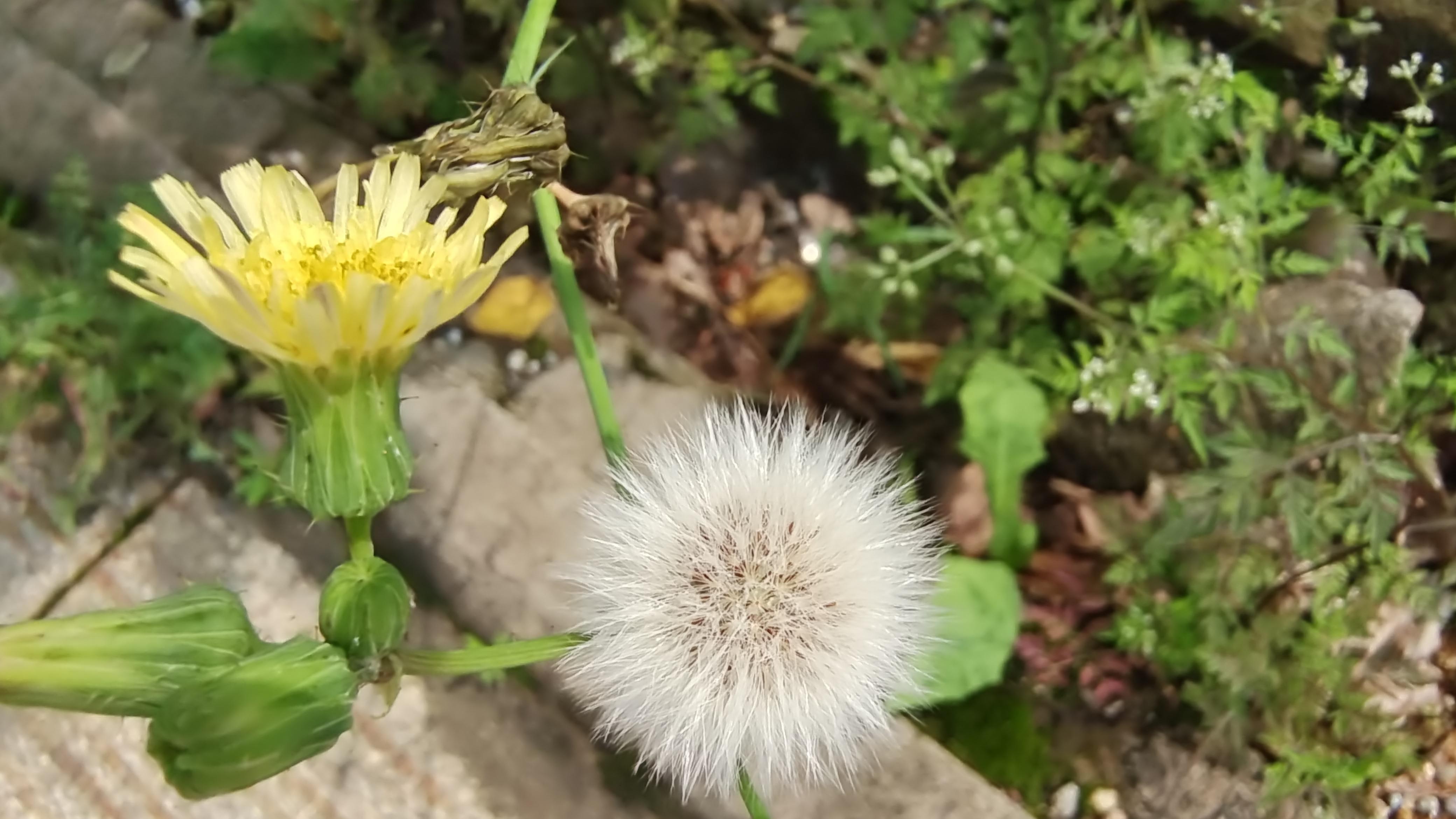 苦苣菜有什么功效吗